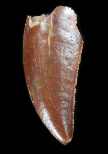 Serrated, Raptor Tooth - Morocco #38352